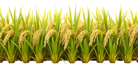Ripe golden rice stalks with green leaves in a field against a black background paddy agriculture isolated on a transparent background