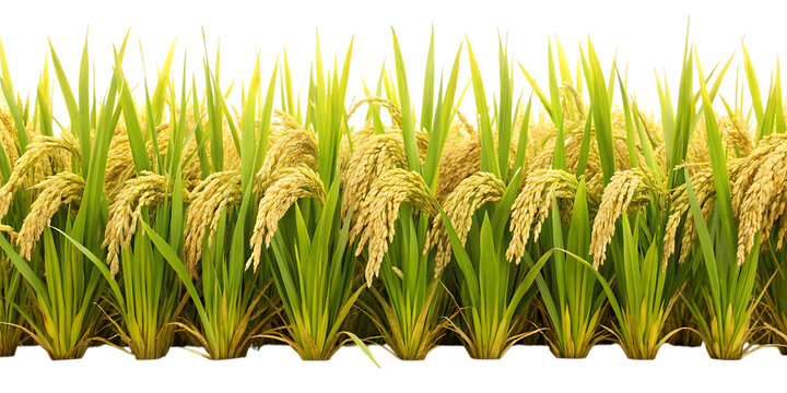 Ripe golden rice stalks with green leaves in a field against a black background paddy agriculture isolated on a transparent background