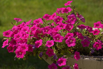 pink flowers in the garden