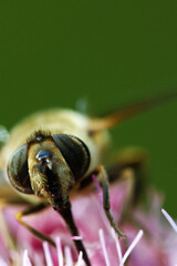Close up shot of a hoverfly sitting on a pink flower
