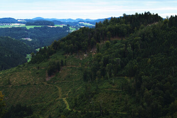 Fototapeta premium Wide view of a woodland road in the forest