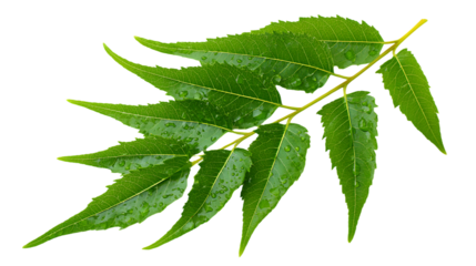 Neem leaf branch isolated on transparent background