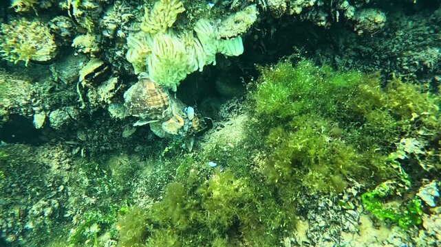 Cocoons with eggs of the predatory mollusk invader Rapana venosa on the fouling of the Black Sea mussel Mytilus galloprovincialis.