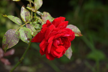 red rose flower