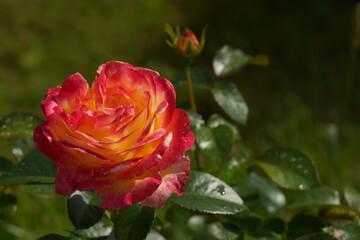 red rose in garden