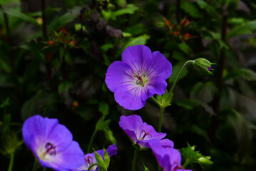 Geranium pratense