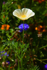 Wei&szlig;er Kalifornischer Mohn
