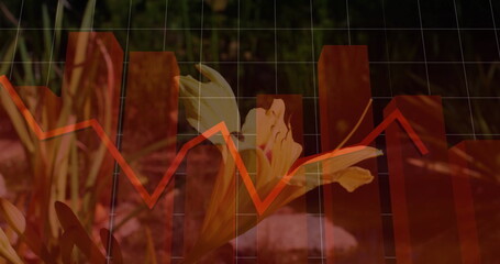 Orange daylily blooming in garden bed, with red chart bars, line graph and white grid overlay