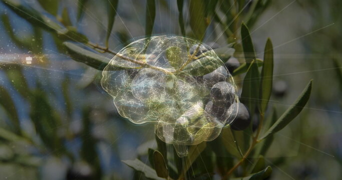 Translucent neural brain hologram hovering in olive orchard, with branch bearing olives and leaves