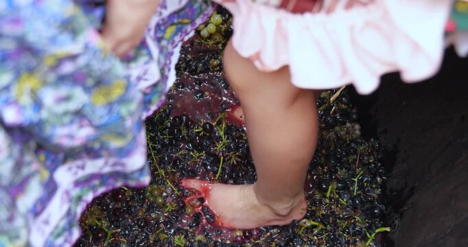 Grape harvesting and traditional winemaking. Young girls dressed in skirts joyfully crush freshly picked grapes with their bare feet inside a massive wooden barrel - shown in slow motion