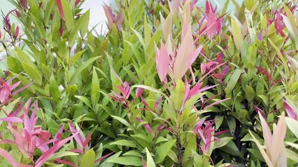 Video showing a dense bush of Australian Rose Apple trees with vibrant green leaves and eye-catching pink and reddish new growth tips suitable for botanical theme