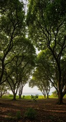 Fototapeta premium Lush forest with dense tree canopy and sunlight filtering through leaves