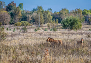 Przewalski's horses - Equus ferus przewalskii also known as Dzungarian horse in Chernobyl Exclusion Zone, Ukraine