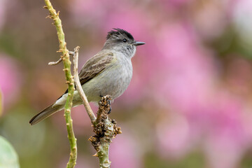 Crowned slaty flycatcher 