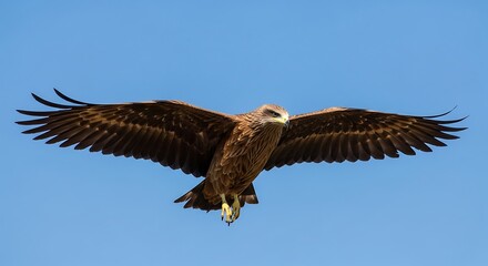 Soaring Hawk in Flight.