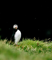 puffin bird 