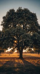 Obraz premium Majestic mango tree at sunset in a serene orchard landscape