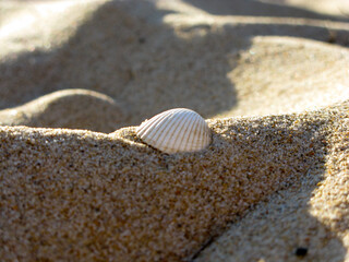 concha blanca en arena de la playa