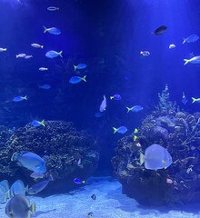 Fototapeta premium Colorful tropical fish swimming in a large aquarium with coral reefs. Blue underwater scene with exotic marine life.