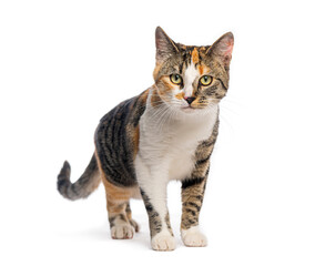 Fototapeta na wymiar Harlequine cat standing on white background