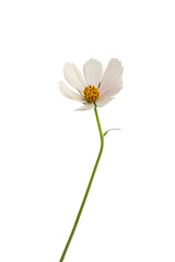 Kosmea flowers isolated on a white background