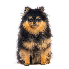 German spitz klein sitting and looking at camera on white background