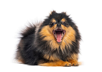 Angry pomeranian dog barking on white background