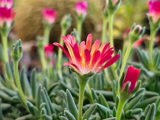 pink & yellow flowers in the garden