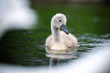 A young swan on the river