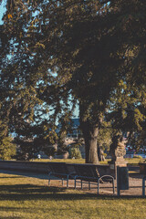 Fototapeta premium Peaceful park with green trees, grass and benches in soft sunlight. Relaxing natural landscape.