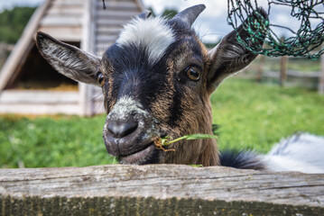 Portrait of a young goat in Glaznoty, small village in Masuria region of Poland