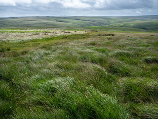 Obraz premium grassy hills and valleys in exmoor national park