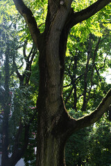 Big tree shimmering in the morning sun
