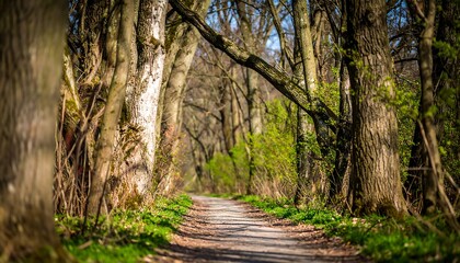 Obraz premium Tranquil Pathway Through a Vibrant Forest in Early Spring Season