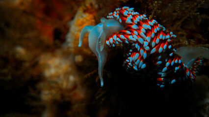 Nudibranquio espalda de fuego  Phidiana lottini 