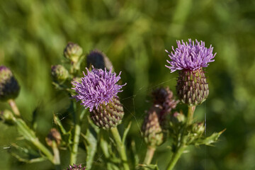 Macrophotography of fluffy creeping thistle seeds on a green background. Creeping thistle (lat. Cirsium arvense) is a species of perennial herbaceous plants of the Asteraceae family.