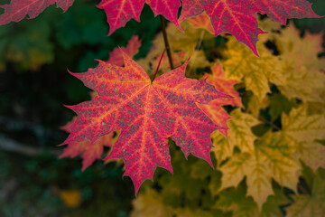 Red maple leaves