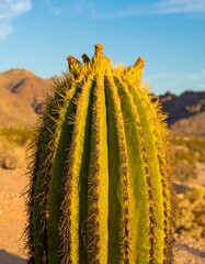 Fototapeta premium Close-up of desert cactus