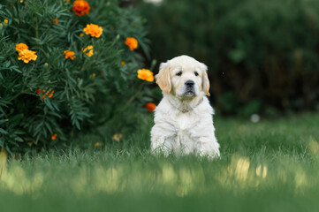 little puppy 1 month old golden retriever dog sits on the grass in summer near flowers. summer walk with dog	