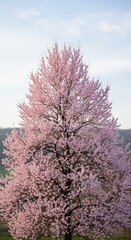 Majestic cherry blossom tree in full bloom against blue sky in serene landscape