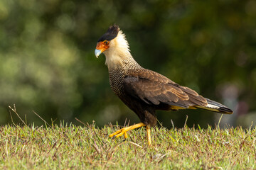 Crested Caracara - Caracara plancus