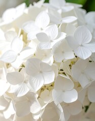 Fototapeta premium A close-up view of a cluster of delicate white hydrangea blossoms, showcasing the intricate textures and soft, bright white tones.