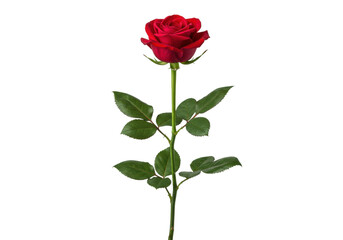 Obraz premium Flawless vibrant red rose, green stem, dark leaves, perfect symmetry, on transparent studio background, soft diffused lighting, rule of thirds, concept of corporate excellence.