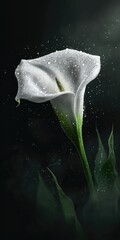A captivating close-up of a white Calla lily, adorned with water droplets, against a dramatic dark background.