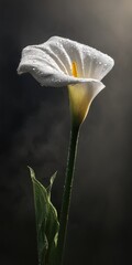 A captivating close-up of a pristine white calla lily, showcasing delicate water droplets and a subtle interplay of light and shadow.