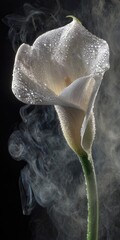 A delicate white calla lily, adorned with water droplets, is highlighted against a backdrop of swirling smoke, creating a captivating and ethereal image.