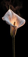 A delicate calla lily, illuminated with warm light, showcasing intricate details and water droplets, against a striking black backdrop.