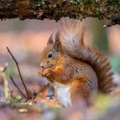 Obraz premium Red squirrel eating in woodland
