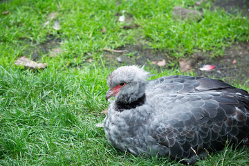 Halsband-Wehrvogel im Gras ruhend