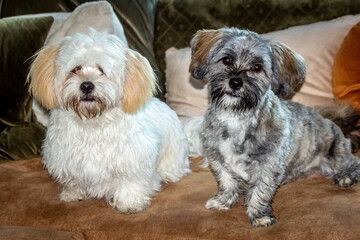Brothers boomer puppies